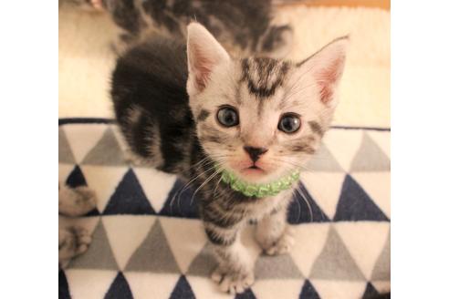 成約済の大阪府のアメリカンショートヘア-6711の1枚目